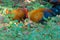 Sri Lankan Jungle Fowl