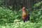 Sri Lankan Jungle fowl looking aggressive