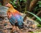 Sri Lankan junglefowl