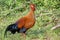 Sri Lankan junglefowl