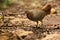 The Sri Lankan junglefowl Gallus lafayettii, also known as the Ceylon junglefowl, female