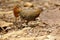 The Sri Lankan junglefowl Gallus lafayettii, also known as the Ceylon junglefowl, female