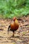 The Sri Lankan junglefowl Gallus lafayettii, also known as the Ceylon junglefowlon in raiforest