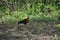 A Sri Lankan junglefowl in Yala National Park, Sri Lanka