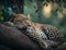 A Sri Lankan Leopard lounging on a tree branch in the lush jungle.