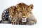 Sri Lankan Leopard Panthera Pardus Kotiya