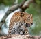 The Sri Lankan leopard Panthera pardus kotiya female