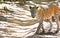 Sri Lankan Leopard - Panthera Pardus Kotiya At Wilpattu National Park