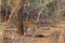 The Sri Lankan leopard Panthera pardus kotiya , young female earmarks its territory.Young leopard in the Asian thorny bush