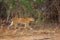 The Sri Lankan leopard Panthera pardus kotiya young female movement in the dense bush. Typical behavior of a territorial animal