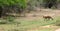 Sri Lankan leopard walking calmly in the Yala national park