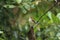 A sri lankan local little chubby bird looking for food
