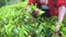 Sri Lankan Local Woman Gathering Tea, Slow Motion Close Up