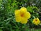 Sri Lankan Natural Flowers with Water Drops