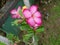 Sri Lankan Natural Flowers with Water Drops