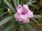 Sri Lankan Natural Flowers with Water Drops