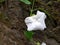 Sri Lankan Natural Flowers with Water Drops