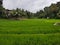 Sri Lankan Natural paddy field