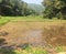 Sri Lankan paddy field , Paddy cultivation