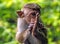 Sri Lankan portrait of a funny toque macaque Macaca sinica monkey sitting