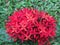 Sri Lankan Rath Mal ( Red Rath Flower )