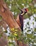 Sri Lankan red-backed woodpecker