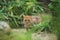 Sri Lankan rusty-spotted cat