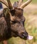 Sri Lankan sambar deer close up headshot, tongue out