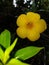 Sri lankan sinharaja forest flowers