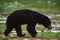 The Sri Lankan sloth bear Melursus ursinus.