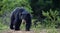 The Sri Lankan sloth bear Melursus ursinus inornatus