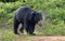 The Sri Lankan sloth bear Melursus ursinus inornatus.