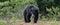 The Sri Lankan sloth bear Melursus ursinus inornatus.