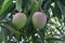 Sri lankan small mangoes with green leaves