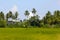 Sri Lankan Stupa, Palm Trees, Rice Field