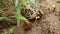 The sri lankan tortoise stock photo, the tortoise image in a home garden