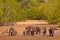 Sri Lankan Wild Boar, Sus scrofa, big group of pigs in Yala National Park, Sri Lanka. Sunny dry day in wild nature. Wildlife scene