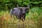 Sri Lankan Wild Buffalo - Bubalus arnee migona