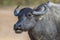 Sri Lankan Wild Buffalo - Bubalus arnee migona, Sri Lanka