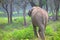 Sri Lankan Wild Elephant