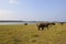 Sri lankan wild elephants at Minnerya national park