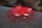 Sri Lankan Wildflower. Dropped Droopy Flower on the Floor