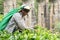 Sri Lankan woman picking tea around the Nine Arch Bridge.Collection of tea in tea plantation Ella,Badulla District of Uva Province