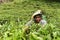 Sri Lankan woman picking tea around the Nine Arch Bridge.Collection of tea in tea plantation Ella,Badulla District of Uva Province