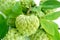 Srikaya fruit Annona squamosa with leaves, from top view, isolated white background.