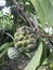 Srikaya fruit ripe on the tree