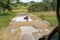 SriLanka Safari, Natural beautiful,wild buffalo Jeep puddle road