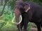 Srilankan Domestic Elephants Near Kataragama Devalaya And Kiriwehera
