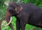 Srilankan Domestic Elephants Near Kataragama Devalaya And Kiriwehera