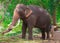 Srilankan Domestic Elephants Near Kataragama Devalaya And Kiriwehera